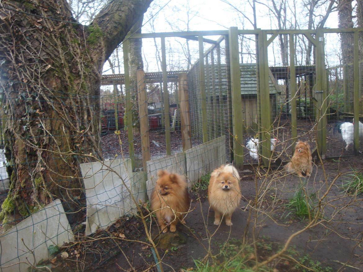 Pomeranian Mulle - Kewin Mulle og Blondie på terrasse-arealet ved hønsegården.....stor race, succeshøns. billede 10