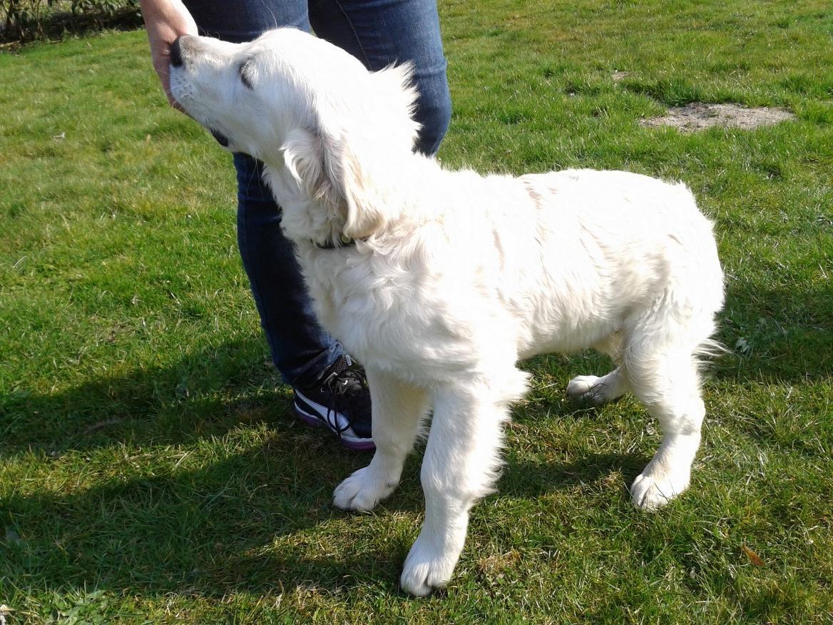 Golden retriever Lapaia's Chang [Hvapz] - Første dag med Chang!<3 billede 4