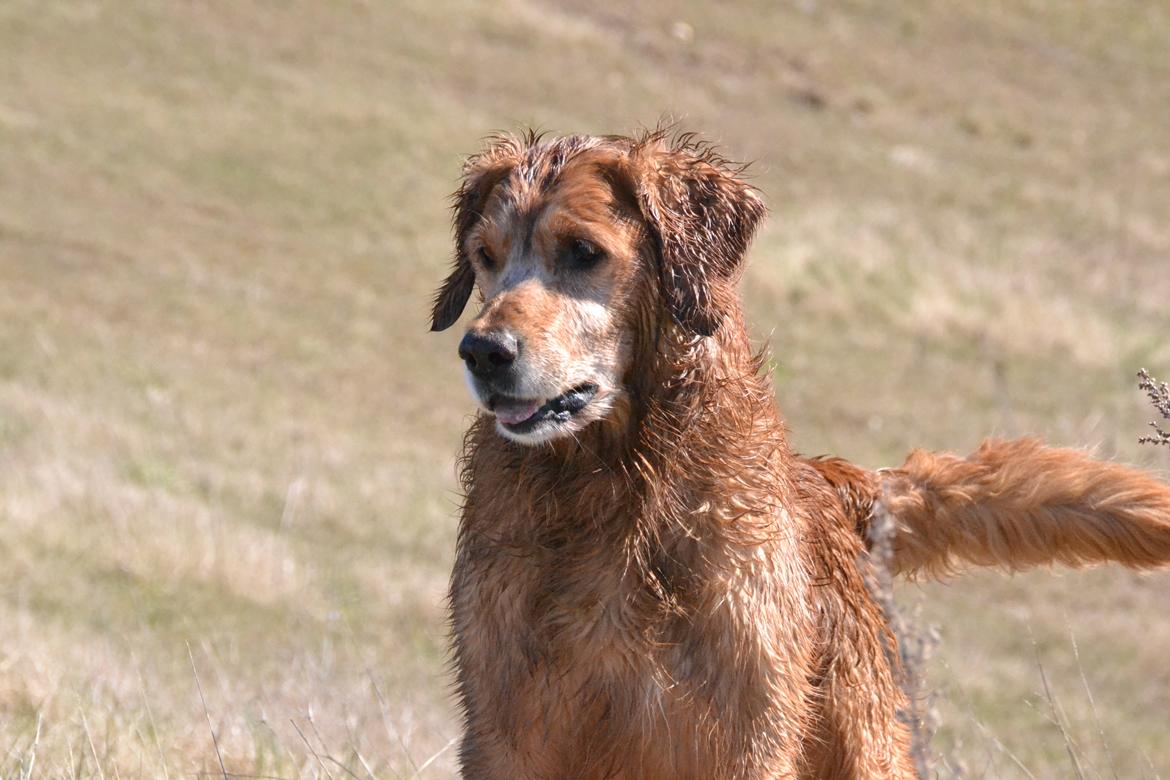 Golden retriever Tjapper - Foto: Isa Edelbo billede 20