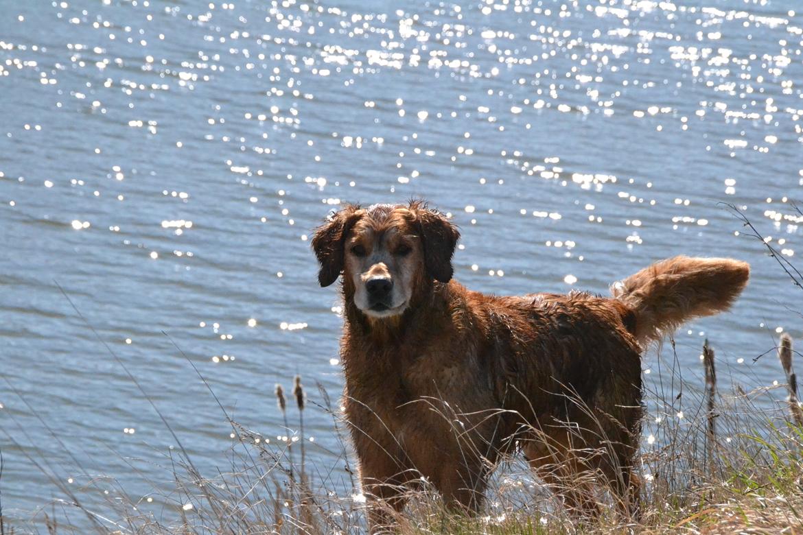Golden retriever Tjapper - Foto: Isa Edelbo billede 12
