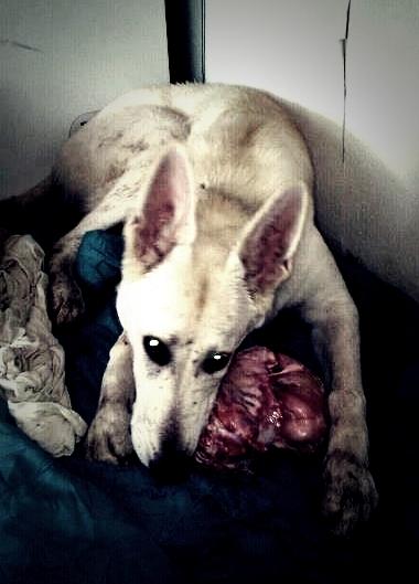 Hvid schæfer Jinx - Uhh farlig barf-hund :D billede 5