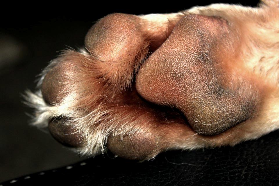 Hvid schæfer Jinx billede 6