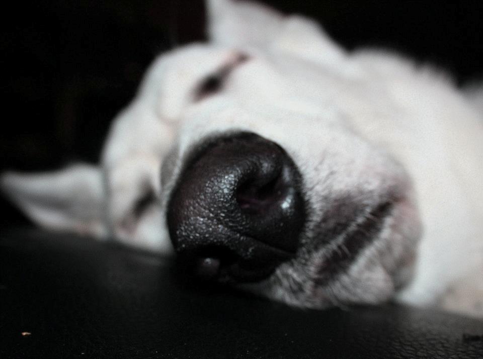 Hvid schæfer Jinx - Sofa-lister xD billede 7