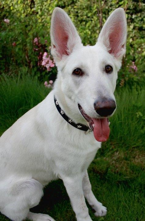 Hvid schæfer Jinx - Sommerbillede af Jinx som 6 mdr unghund billede 8