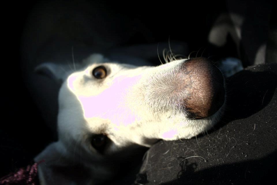 Hvid schæfer Jinx - Påvej til vesterhavet, for at spæne! :D billede 9