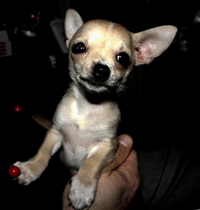 Chihuahua Licia billede 1