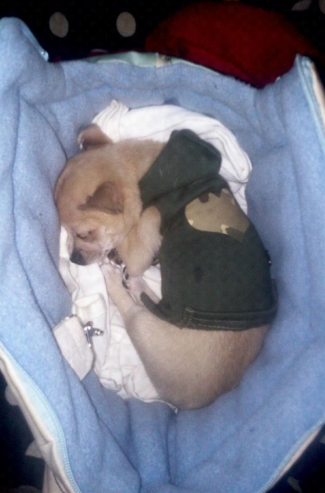 Chihuahua Licia billede 2