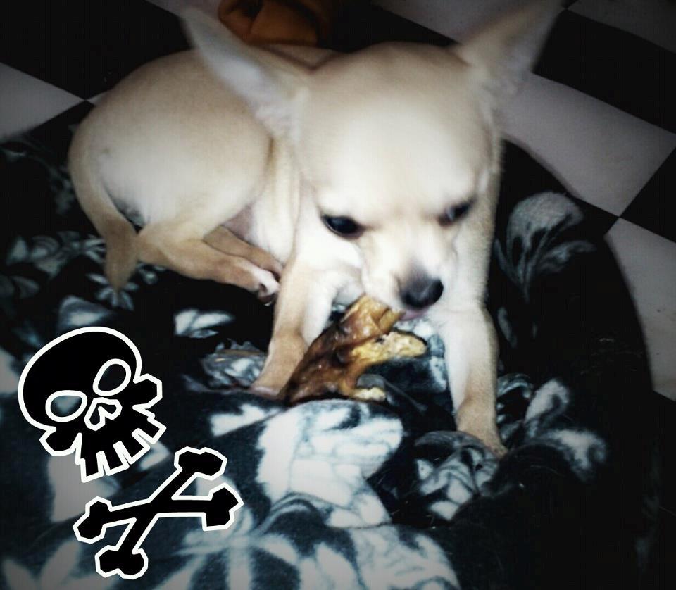 Chihuahua Licia billede 3