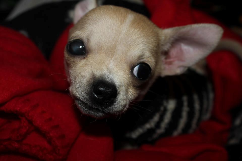Chihuahua Licia billede 4