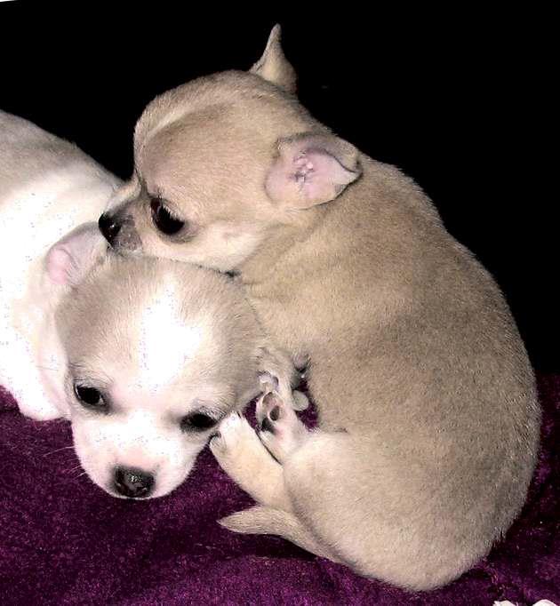 Chihuahua Licia billede 5