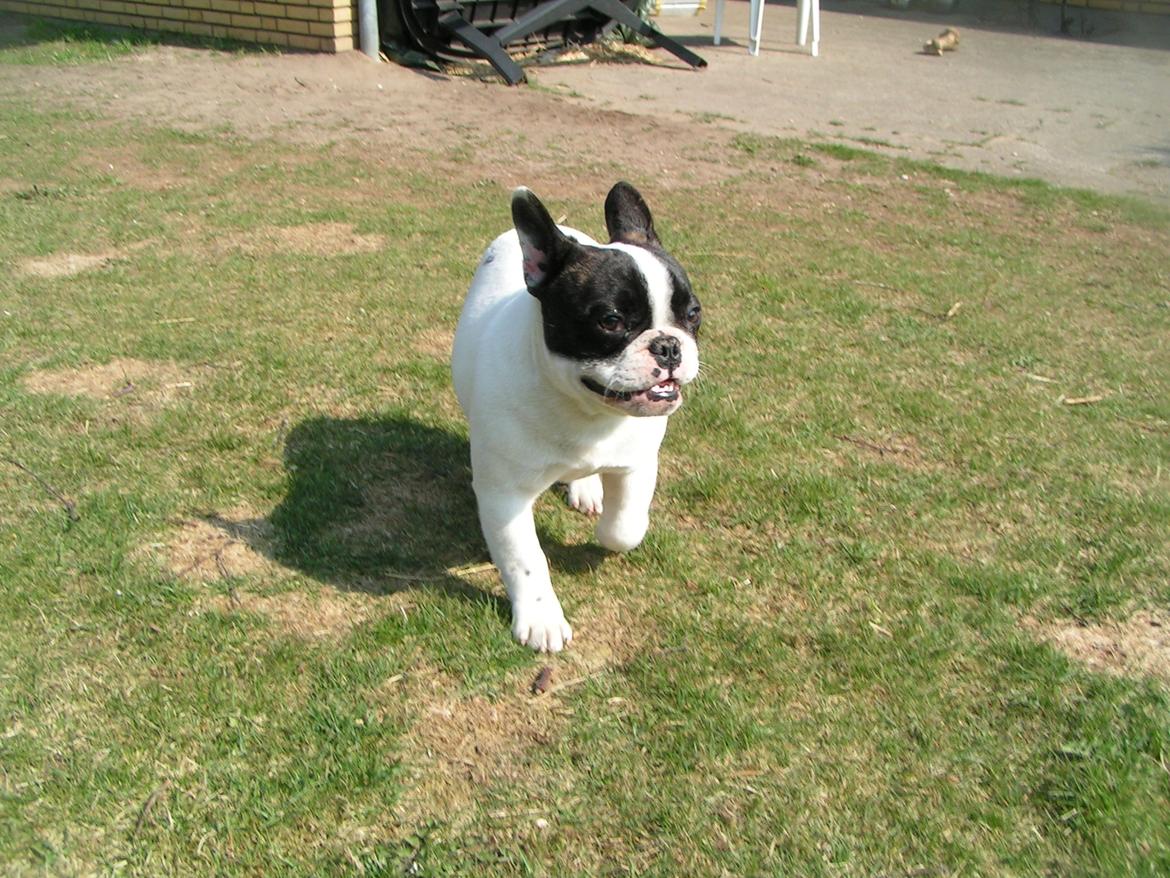 Fransk bulldog Fanta billede 5