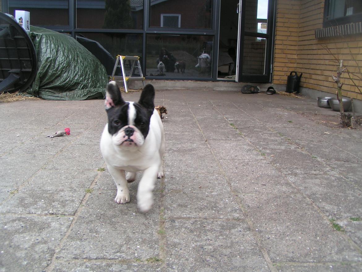 Fransk bulldog Fanta billede 6