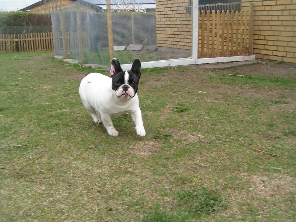 Fransk bulldog Fanta billede 7