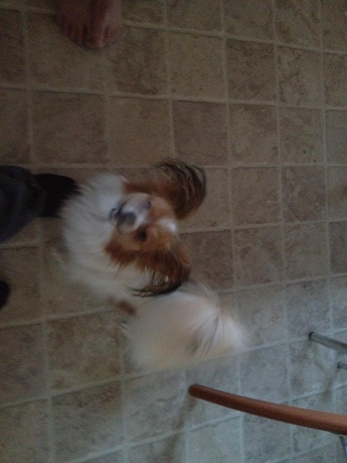 Papillon Chilli billede 1