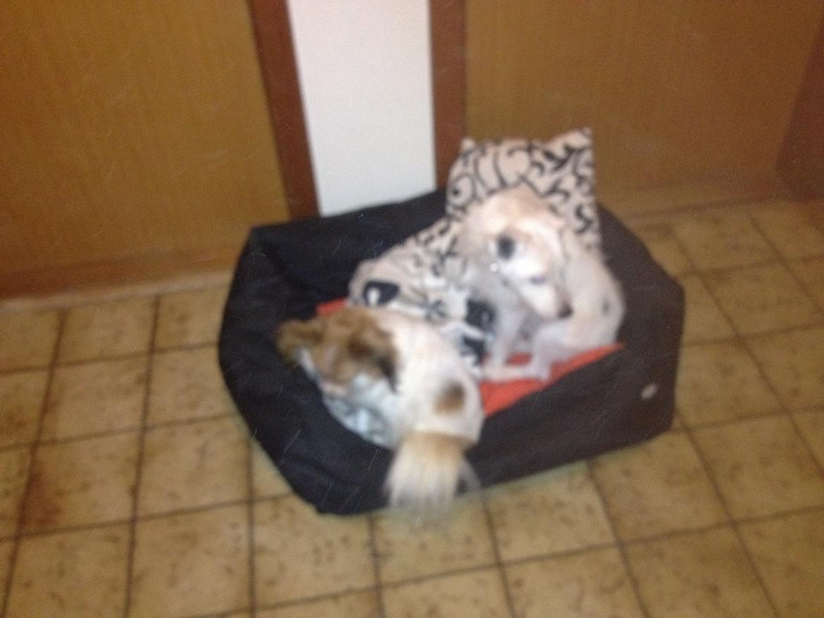 Papillon Chilli billede 2