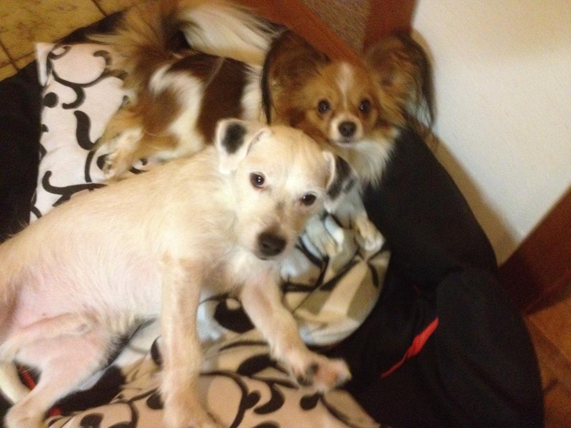 Papillon Chilli billede 3