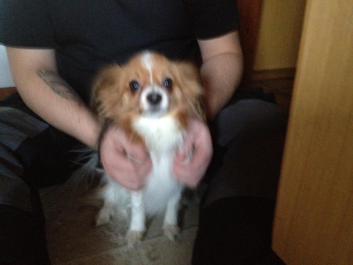 Papillon Chilli billede 4