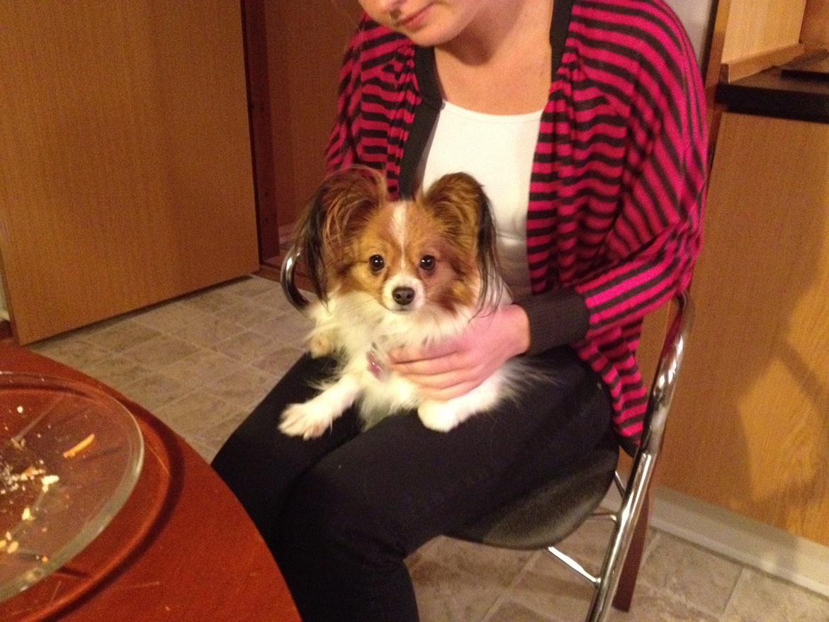 Papillon Chilli billede 5