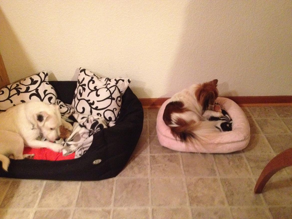 Papillon Chilli billede 6