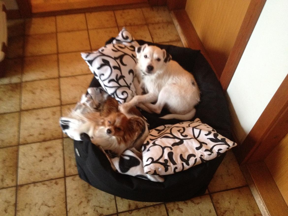 Papillon Chilli billede 7