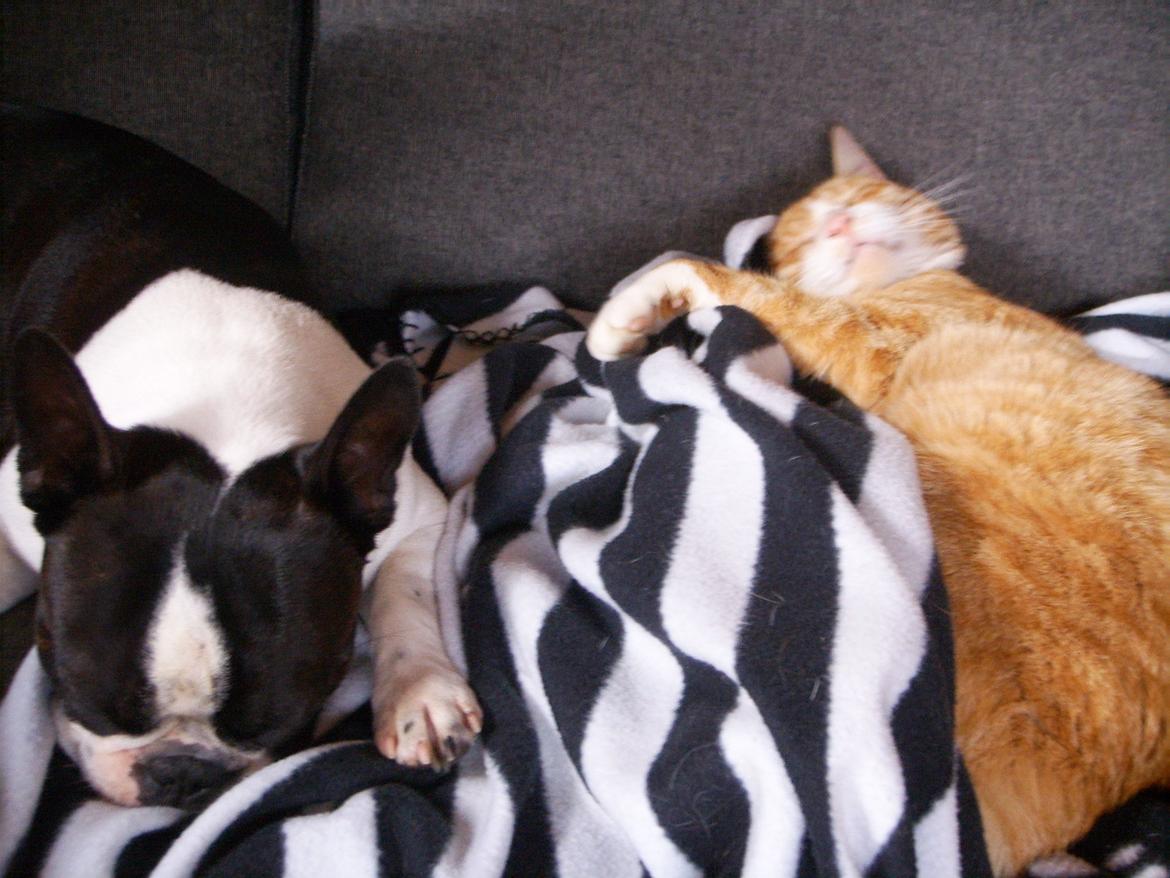 Boston terrier Bertram - Bertram og Simba  billede 1