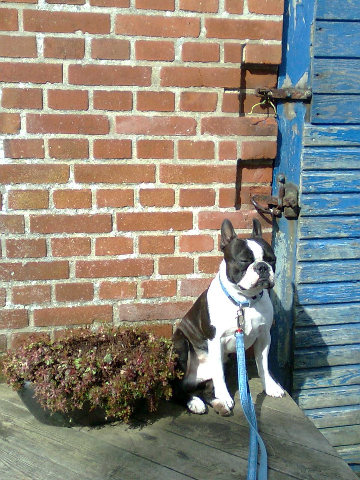 Boston terrier Bertram - Jeg nyder solens stråler - dejligt! :-) billede 2