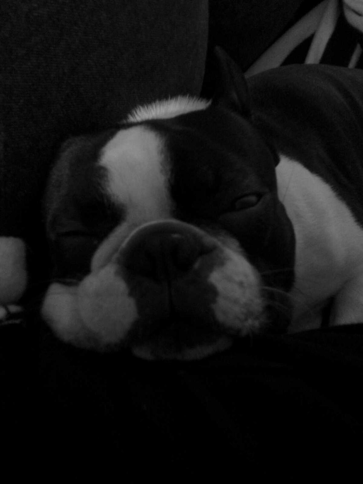 Boston terrier Bertram - Eeeelsker at putte... billede 3