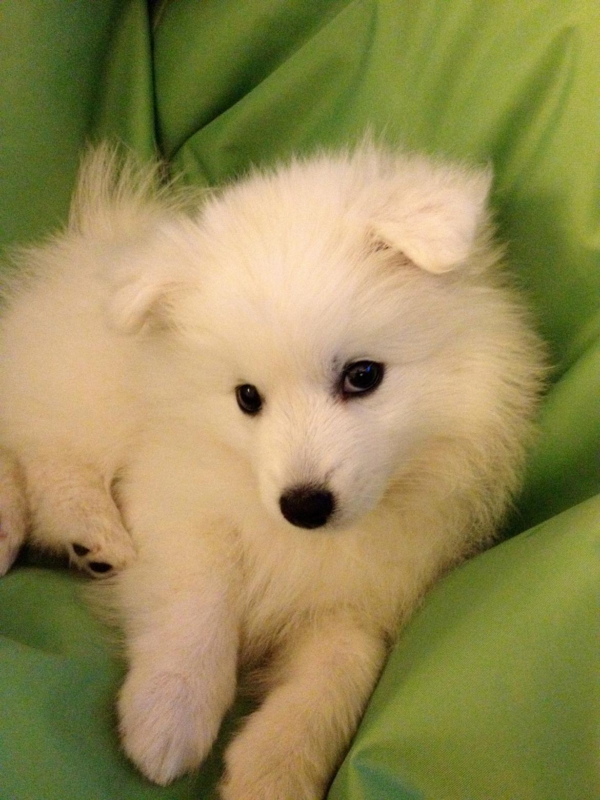 Japansk spids In-yo's Amari Waga Aiko - Velkommen til min profil :)  billede 1