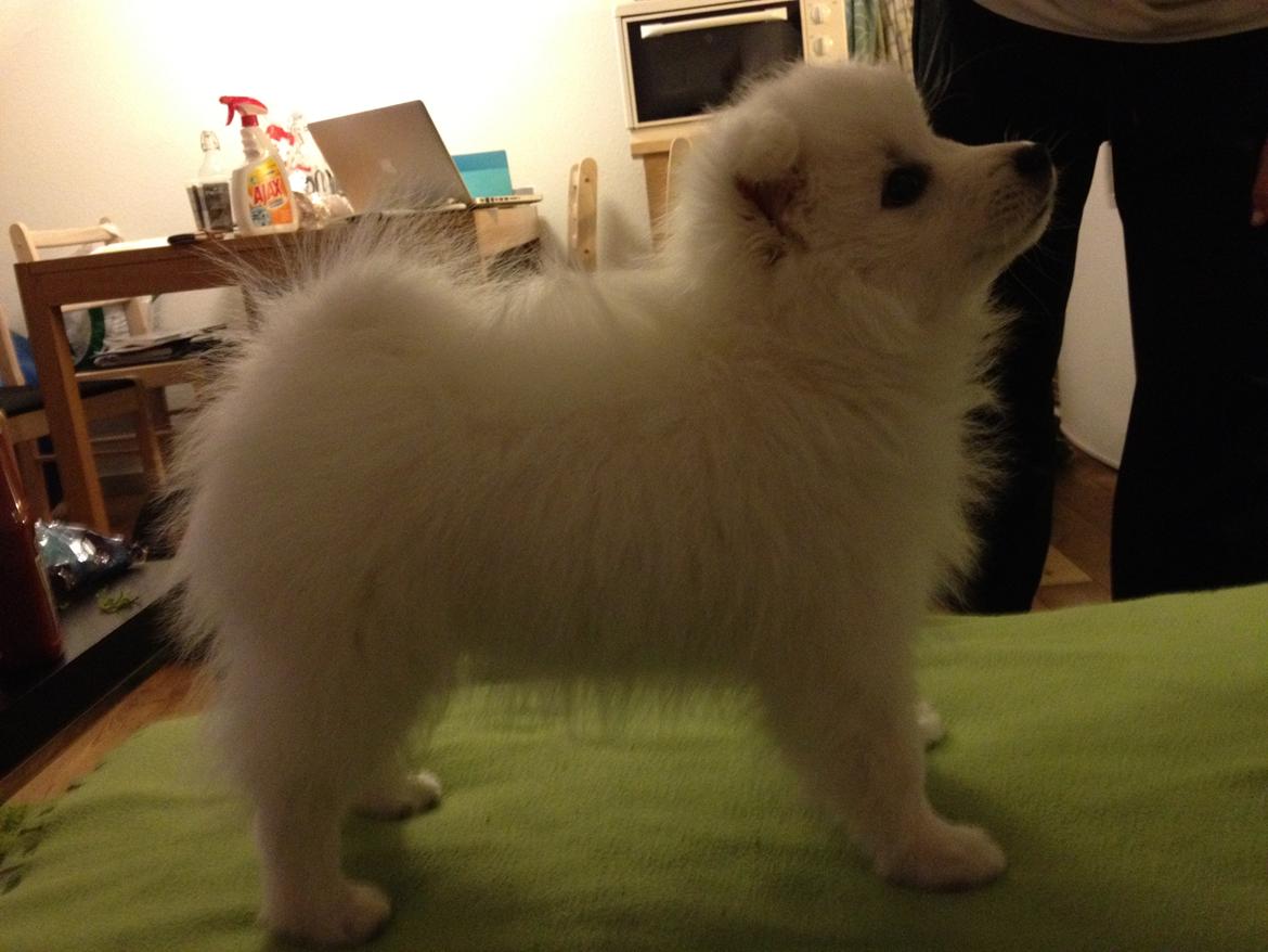 Japansk spids In-yo's Amari Waga Aiko billede 2