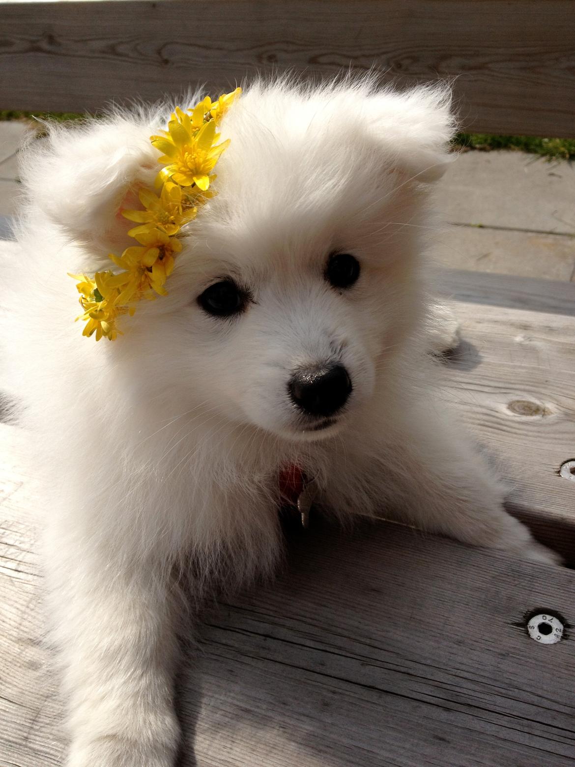 Japansk spids In-yo's Amari Waga Aiko billede 3