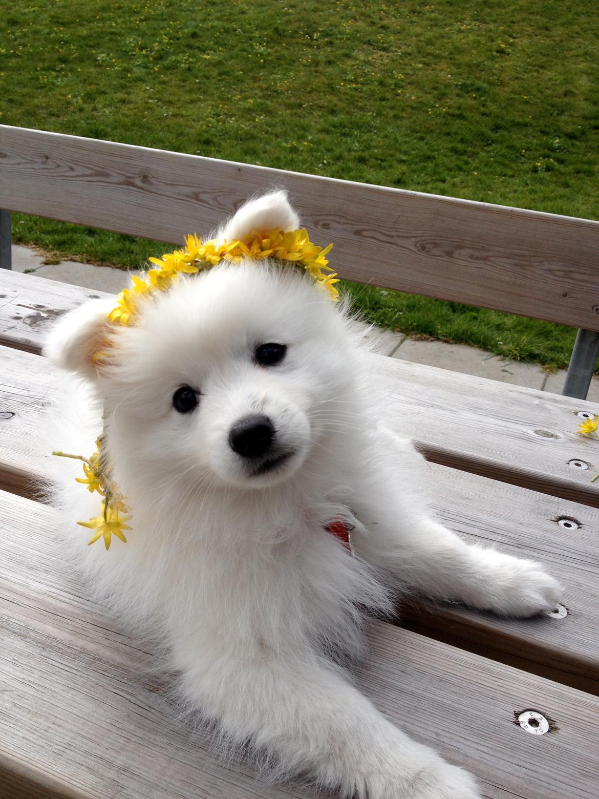 Japansk spids In-yo's Amari Waga Aiko billede 4