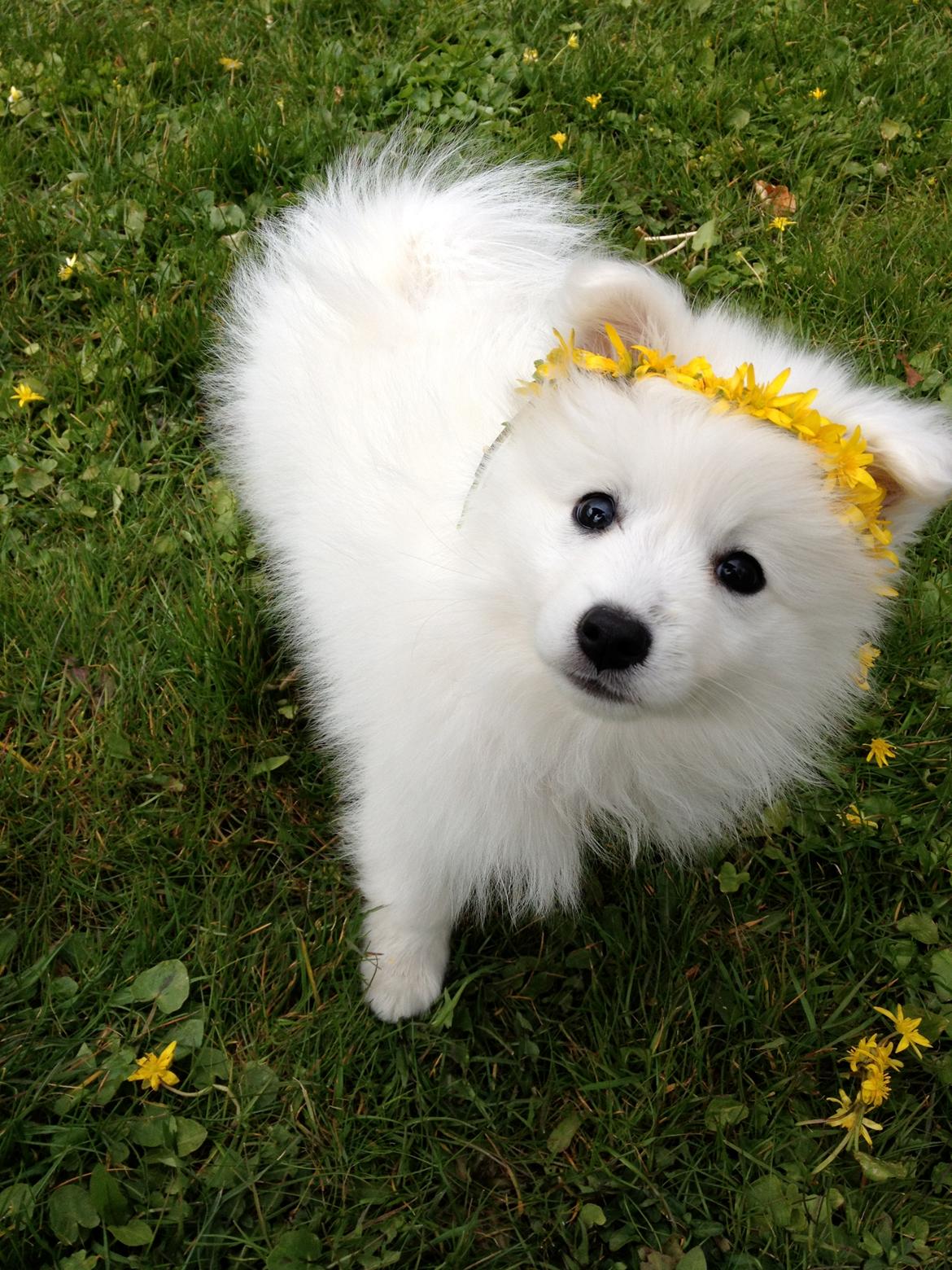 Japansk spids In-yo's Amari Waga Aiko billede 5