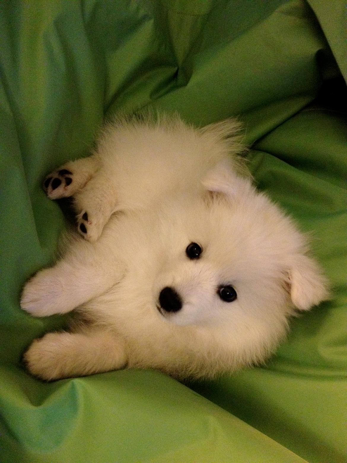 Japansk spids In-yo's Amari Waga Aiko billede 6