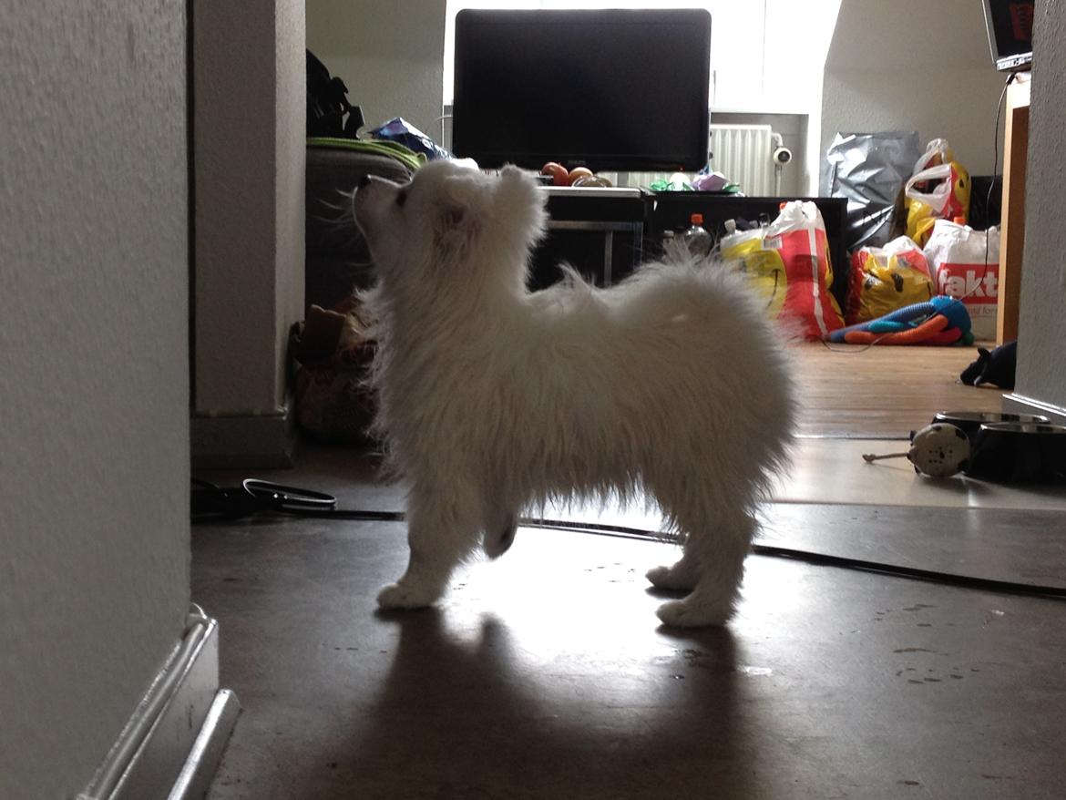 Japansk spids In-yo's Amari Waga Aiko billede 8