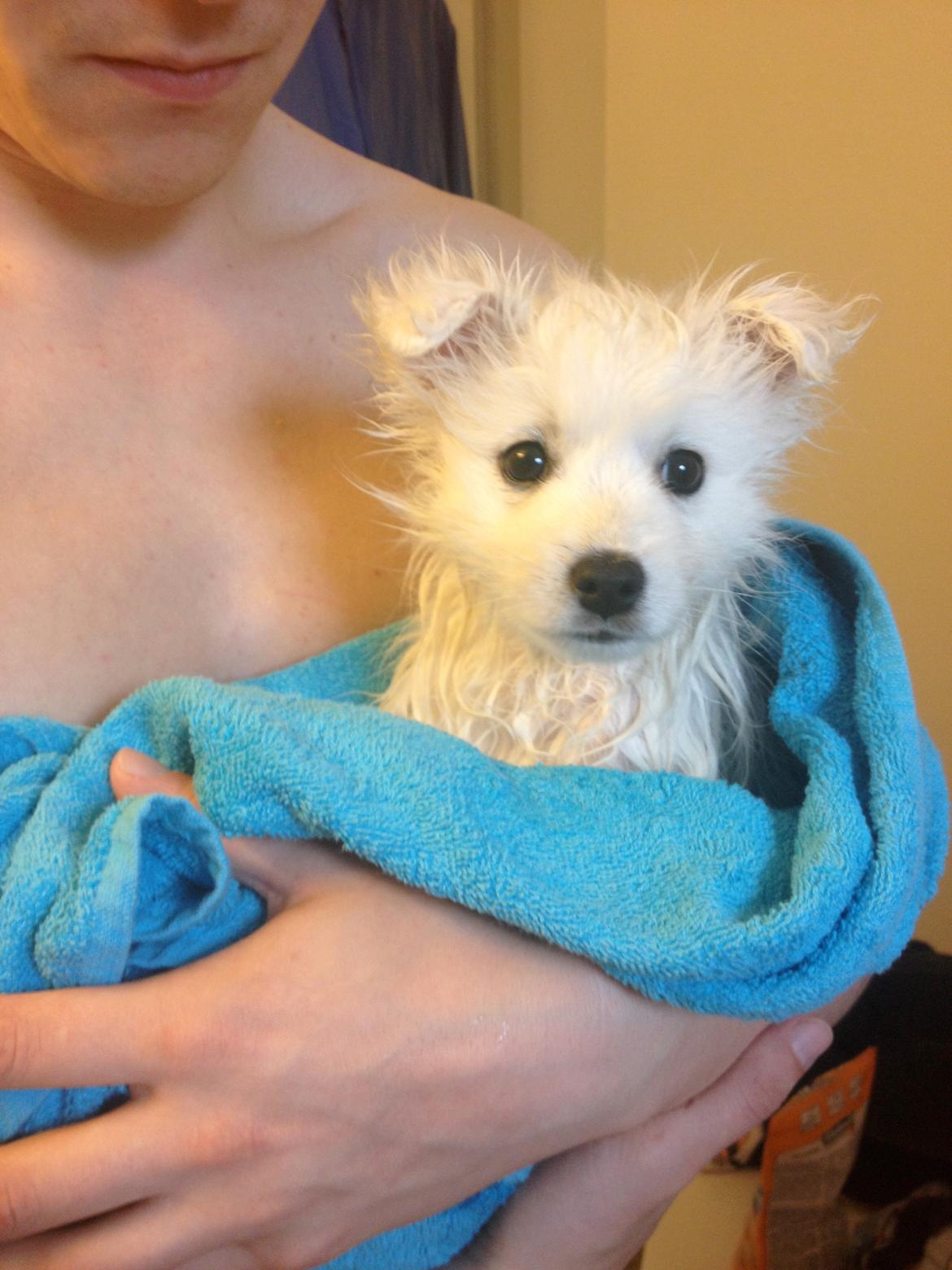 Japansk spids In-yo's Amari Waga Aiko billede 9