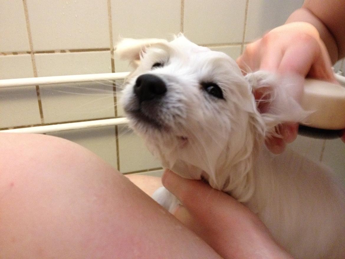 Japansk spids In-yo's Amari Waga Aiko billede 10