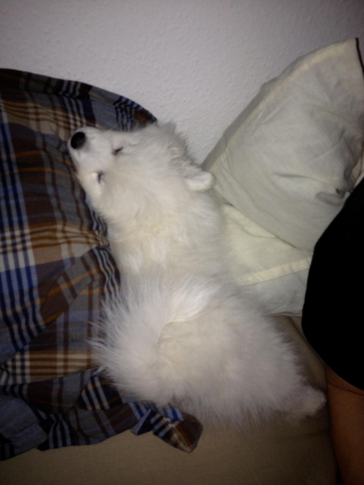 Japansk spids In-yo's Amari Waga Aiko billede 11