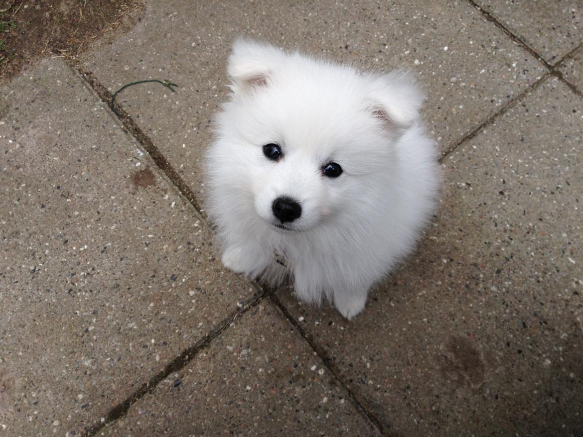 Japansk spids In-yo's Amari Waga Aiko billede 12