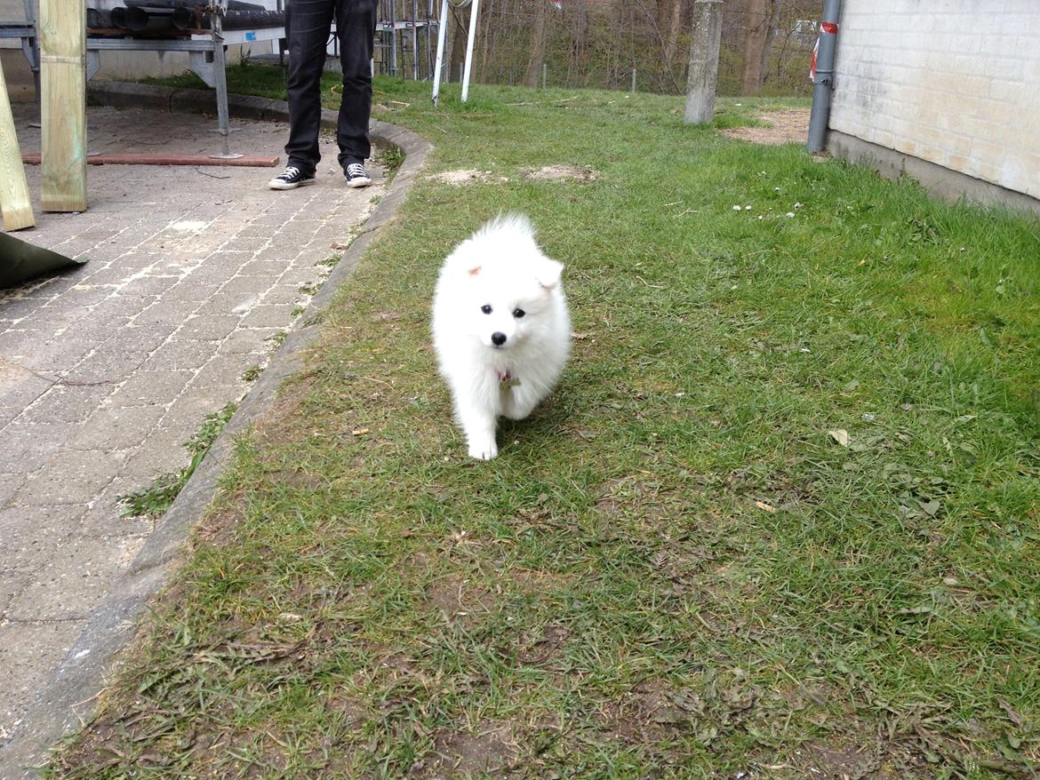 Japansk spids In-yo's Amari Waga Aiko billede 13