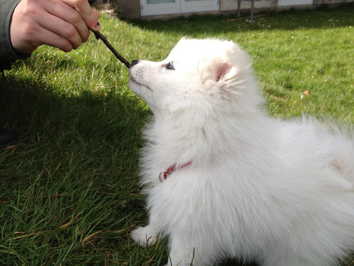 Japansk spids In-yo's Amari Waga Aiko billede 14