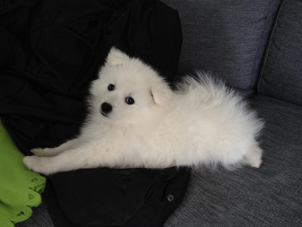 Japansk spids In-yo's Amari Waga Aiko billede 15