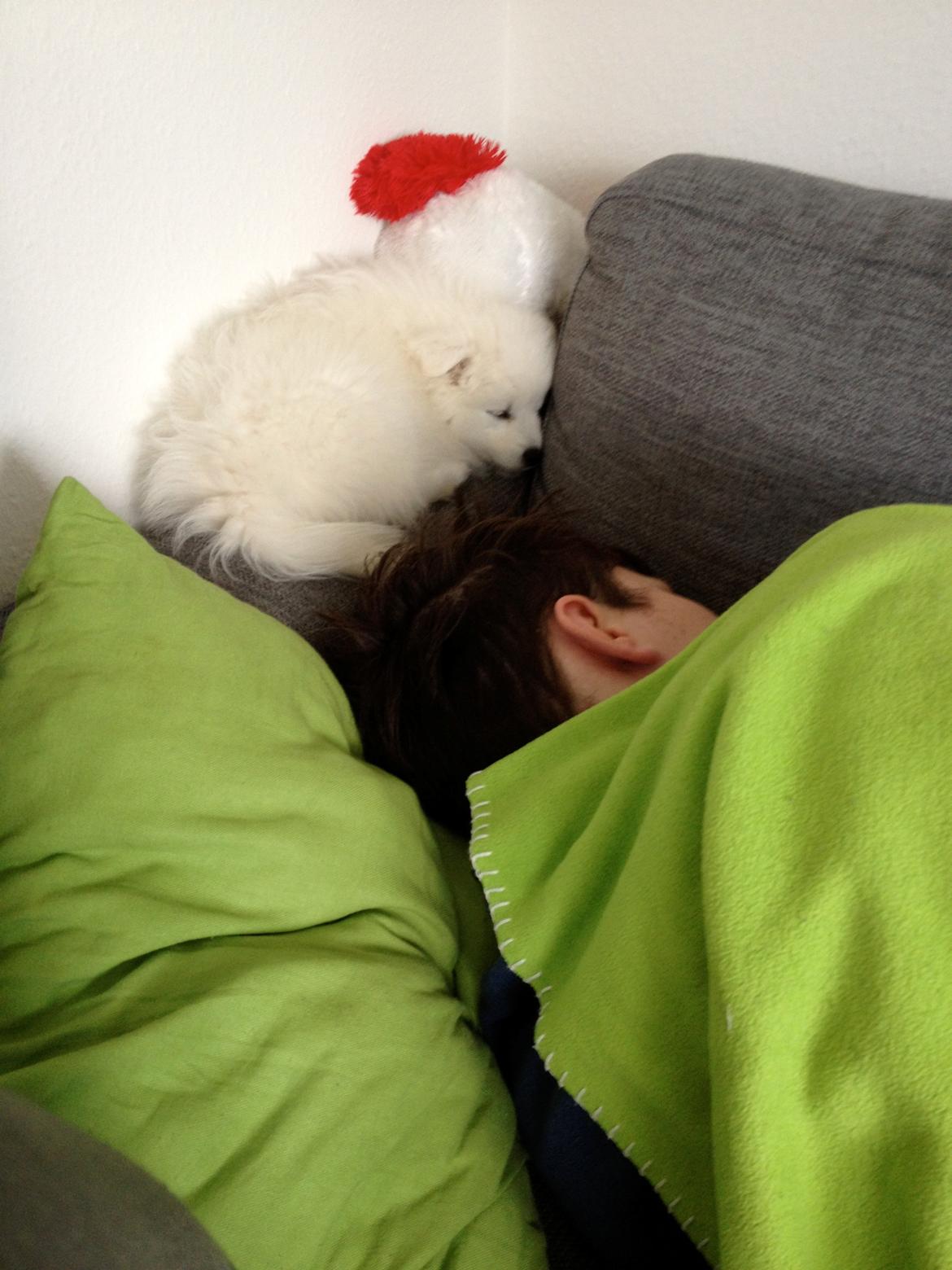 Japansk spids In-yo's Amari Waga Aiko billede 16