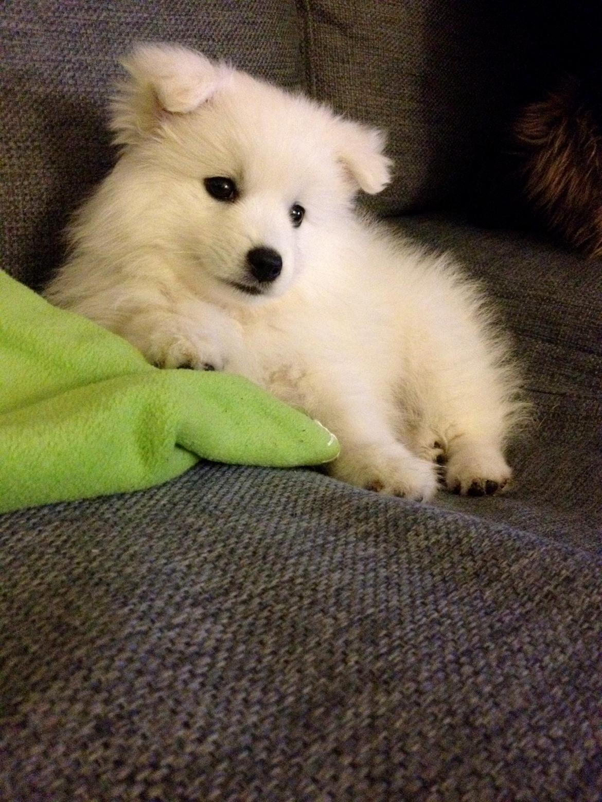 Japansk spids In-yo's Amari Waga Aiko billede 17