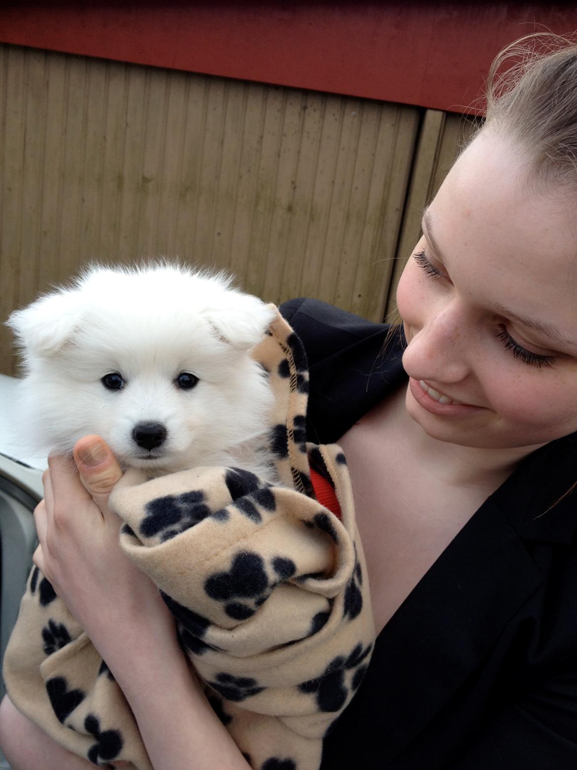 Japansk spids In-yo's Amari Waga Aiko billede 18