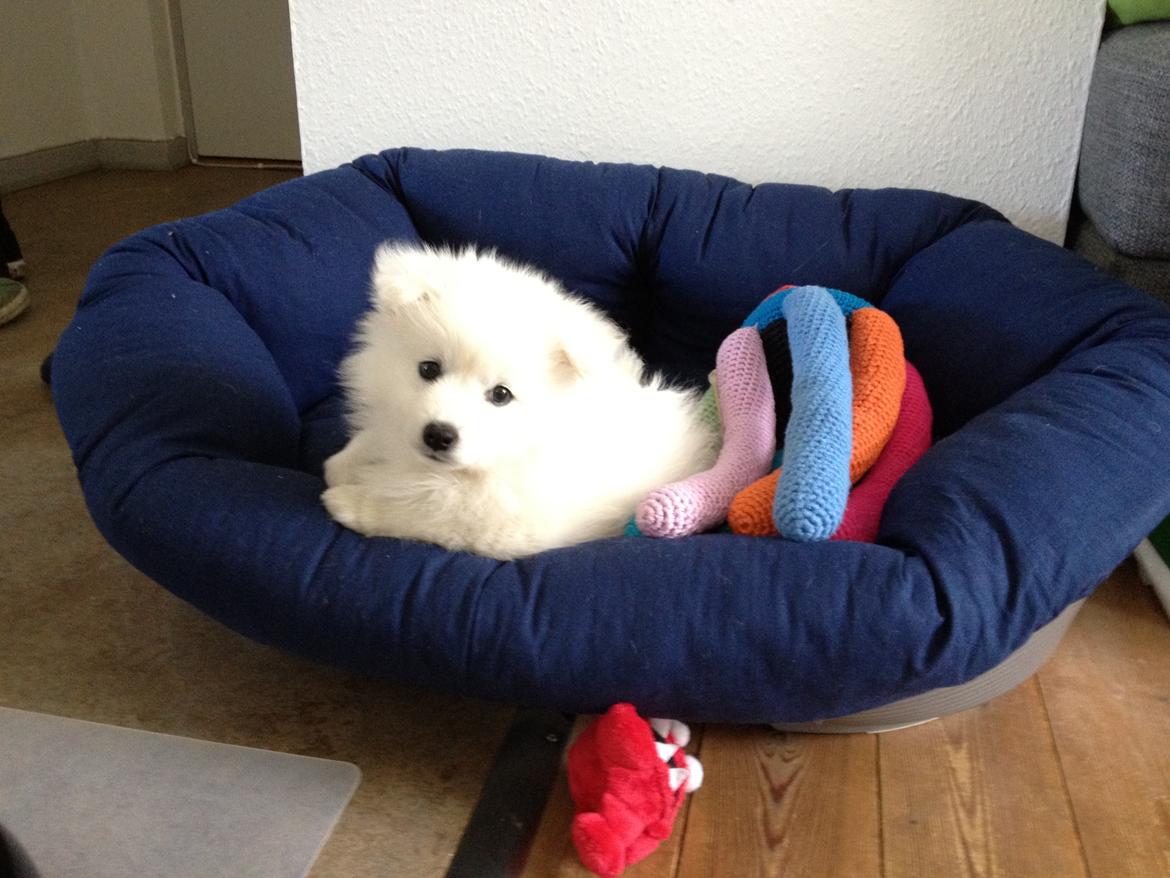 Japansk spids In-yo's Amari Waga Aiko billede 19