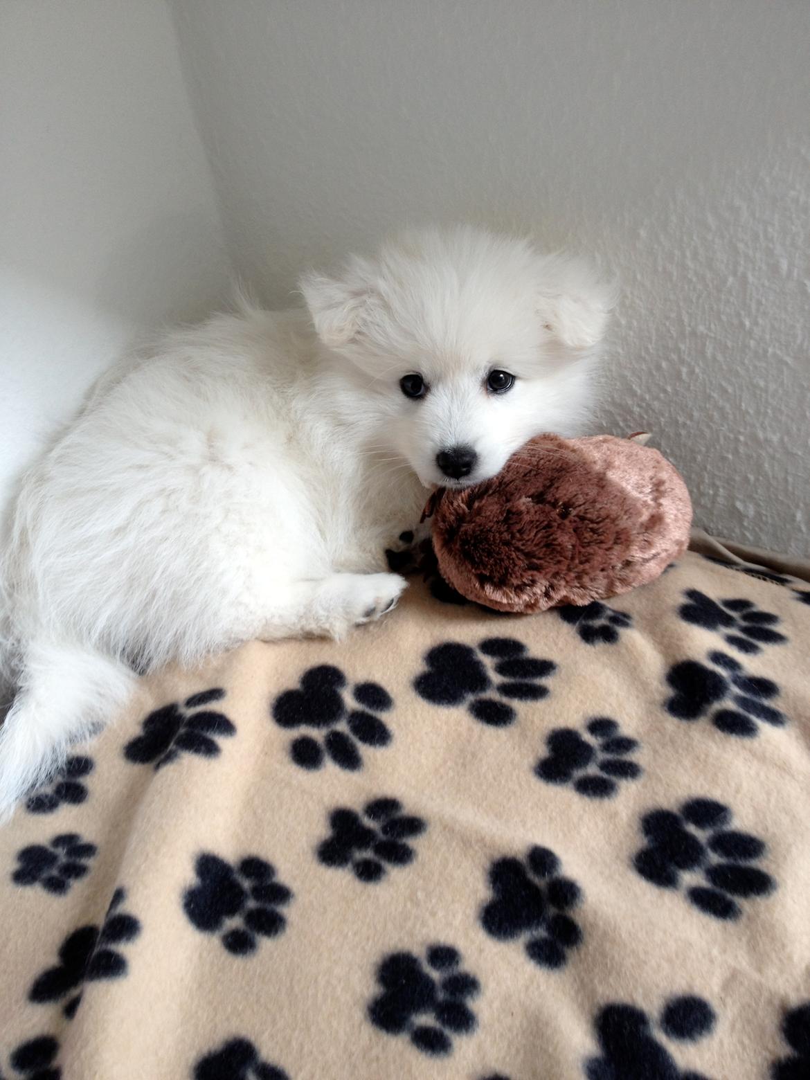 Japansk spids In-yo's Amari Waga Aiko billede 20