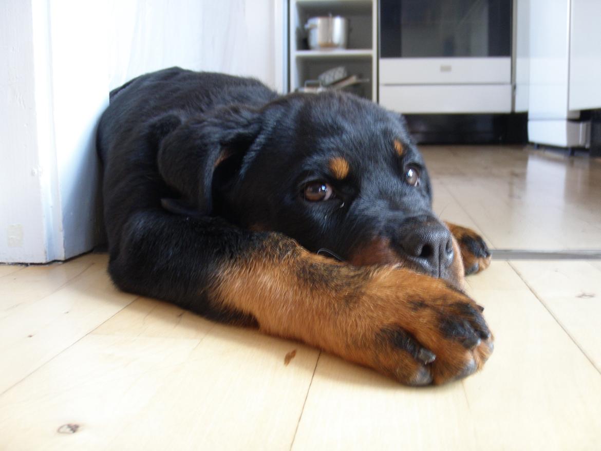 Rottweiler Karma aka Aura Stensby billede 1