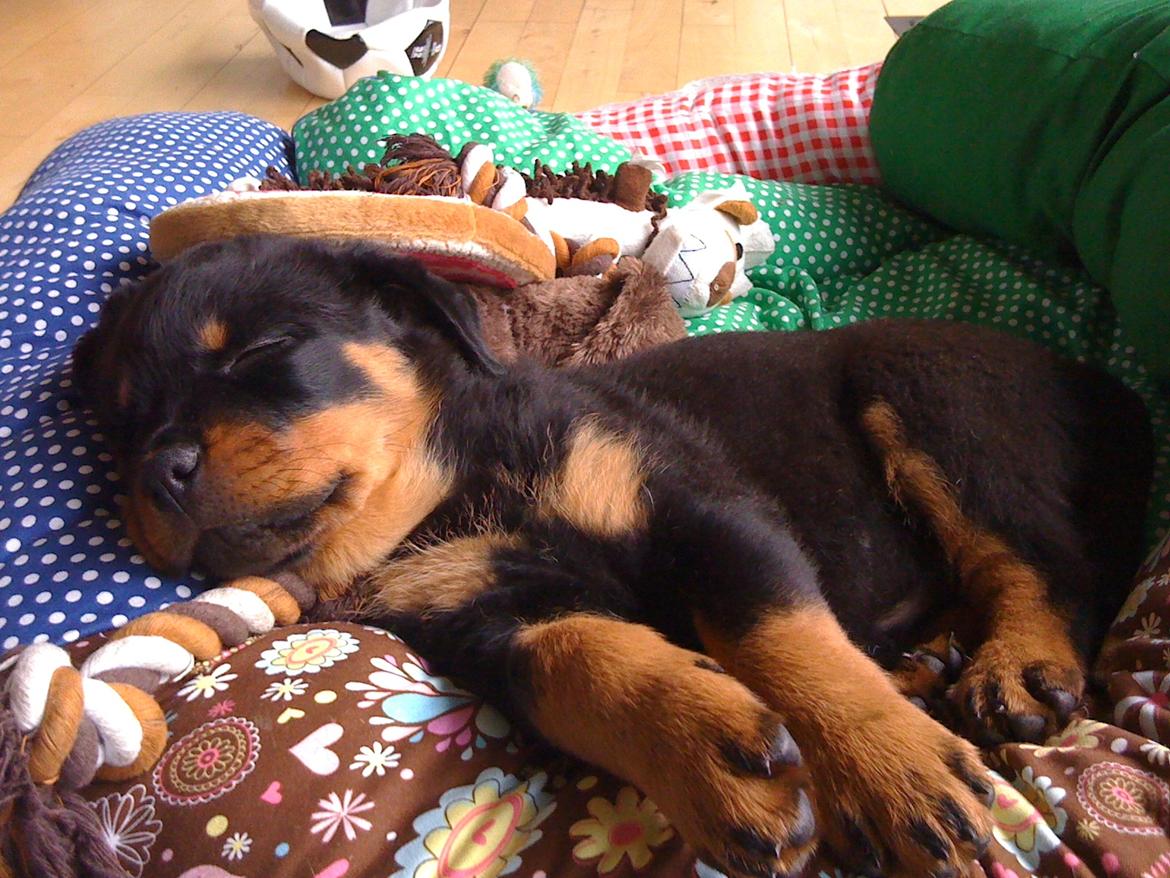 Rottweiler Karma aka Aura Stensby billede 2