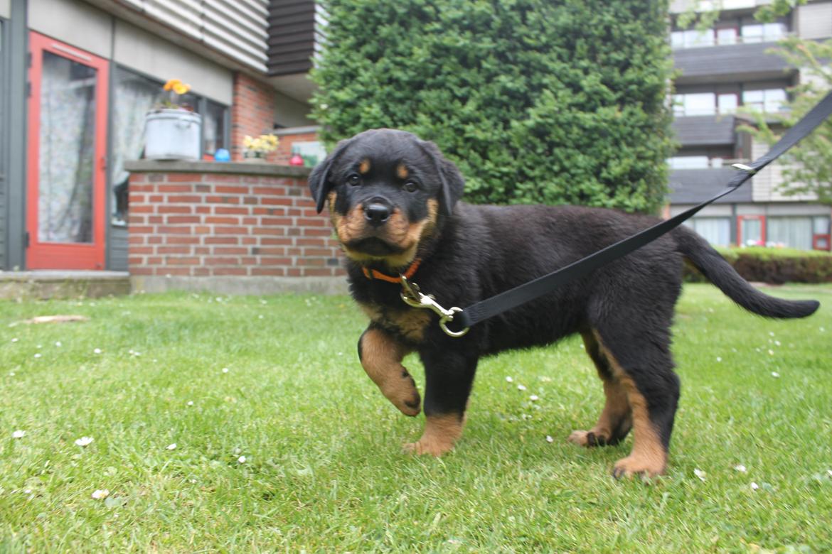 Rottweiler Karma aka Aura Stensby billede 3