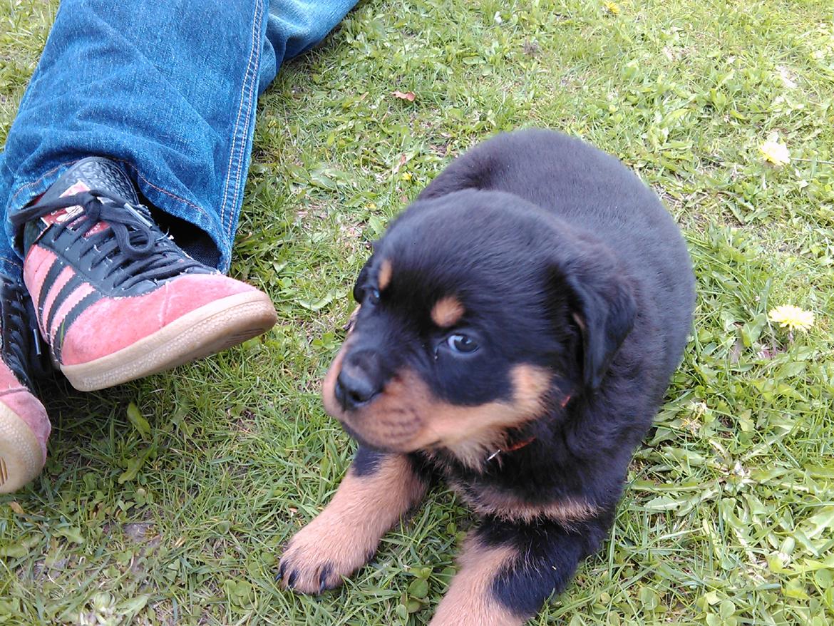 Rottweiler Karma aka Aura Stensby billede 4